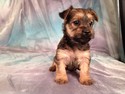 Female Snorkie Puppy for Sale #13 South of Minnesota In Joice Iowa|Visa and Mastercard Accepted